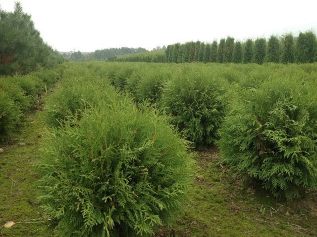 Thuja round (spherical, ball, spherical): photo in landscape design, planting and care, haircut with a ball