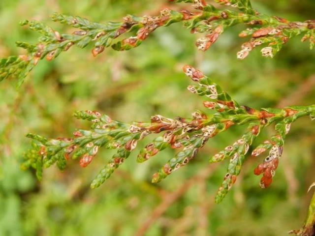 Thuja round (spherical, ball, spherical): photo in landscape design, planting and care, haircut with a ball