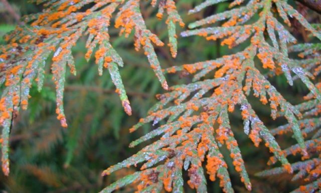 Thuja round (spherical, ball, spherical): photo in landscape design, planting and care, haircut with a ball