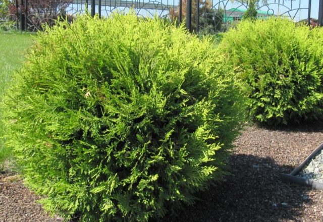 Thuja round (spherical, ball, spherical): photo in landscape design, planting and care, haircut with a ball