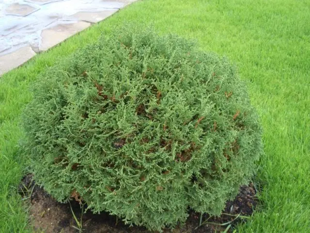 Thuja round (spherical, ball, spherical): photo in landscape design, planting and care, haircut with a ball