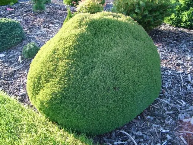 Thuja round (spherical, ball, spherical): photo in landscape design, planting and care, haircut with a ball