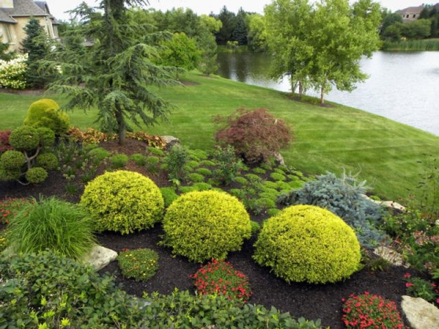 Thuja round (spherical, ball, spherical): photo in landscape design, planting and care, haircut with a ball