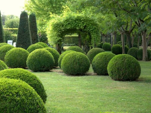 Thuja round (spherical, ball, spherical): photo in landscape design, planting and care, haircut with a ball