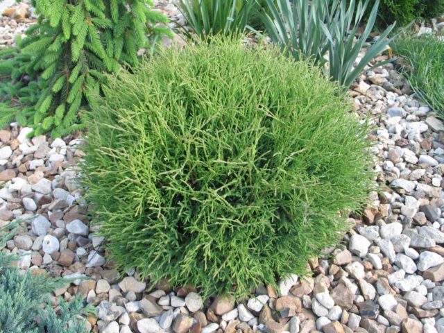 Thuja spherical Mr. Bowling Ball (Mr. Bowling Ball): description, photo