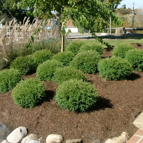 Thuja spherical Mr. Bowling Ball (Mr. Bowling Ball): description, photo