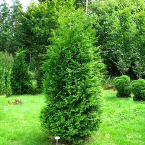 Thuja western Brabant (Brabant): description, photo, reviews, planting and care, pruning, hedge