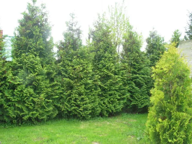 Thuja western Brabant (Brabant): description, photo, reviews, planting and care, pruning, hedge
