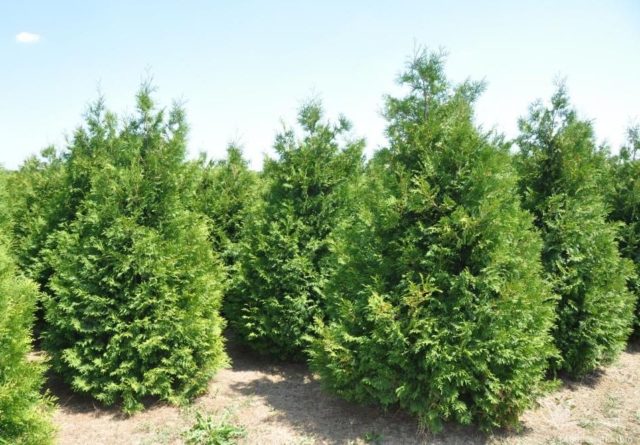 Thuja western Brabant (Brabant): description, photo, reviews, planting and care, pruning, hedge