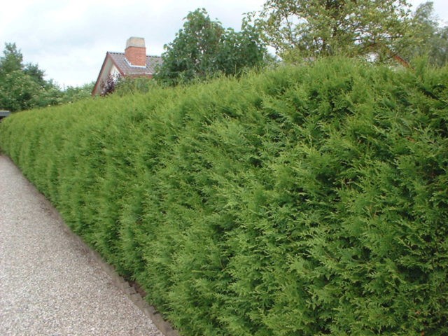 Thuja western Brabant (Brabant): description, photo, reviews, planting and care, pruning, hedge