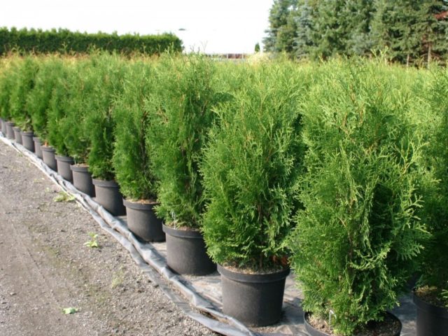 Thuja western Brabant (Brabant): description, photo, reviews, planting and care, pruning, hedge