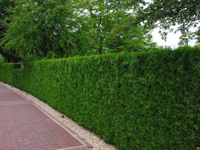 Thuja western Brabant (Brabant): description, photo, reviews, planting and care, pruning, hedge