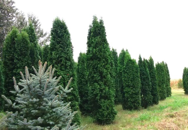 Thuja western Columna (Columna): photo and description, reviews, planting and care