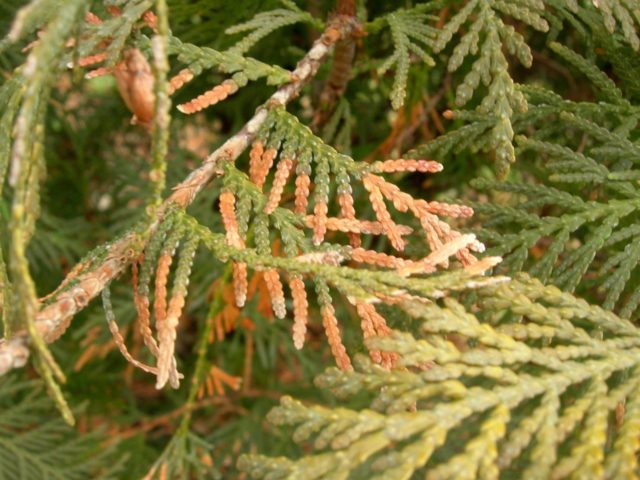 Thuja western Columna (Columna): photo and description, reviews, planting and care