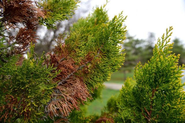 Thuja western Columna (Columna): photo and description, reviews, planting and care