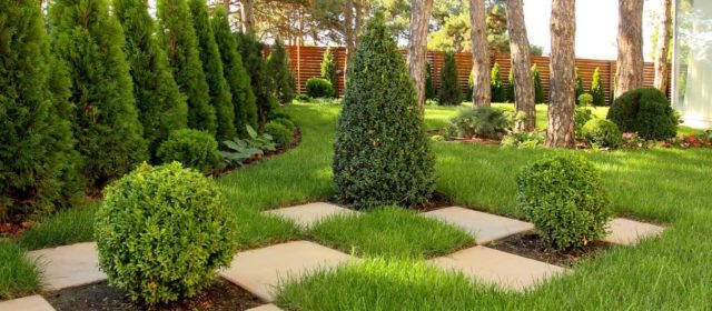 Thuja western Columna (Columna): photo and description, reviews, planting and care