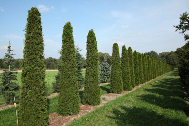 Thuja western Columna (Columna): photo and description, reviews, planting and care