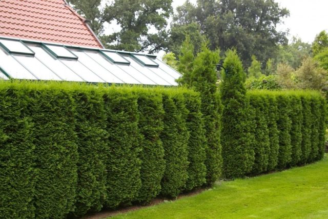 Thuja western Columna (Columna): photo and description, reviews, planting and care