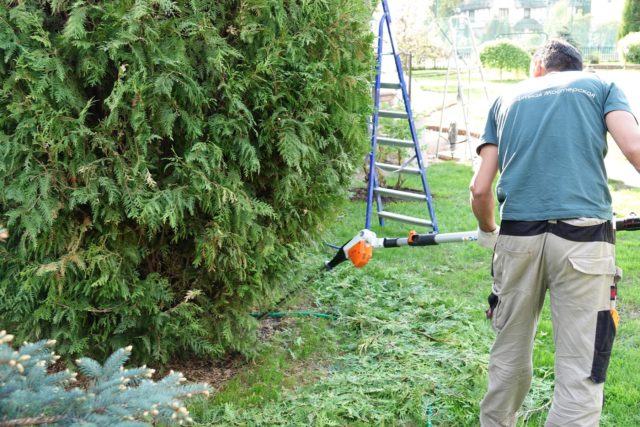 Thuja western Columna (Columna): photo and description, reviews, planting and care