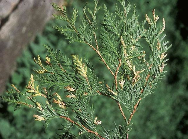 Thuja western Columna (Columna): photo and description, reviews, planting and care