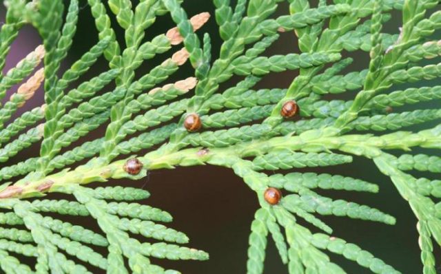 Thuja western Columna (Columna): photo and description, reviews, planting and care