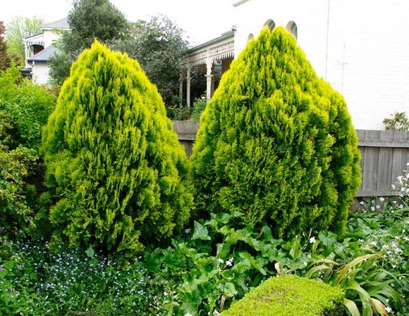 Thuja western Danica (Danica): photo and description, size of an adult plant