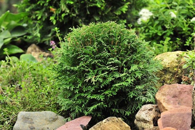 Thuja western Danica (Danica): photo and description, size of an adult plant