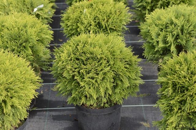 Thuja western Danica (Danica): photo and description, size of an adult plant