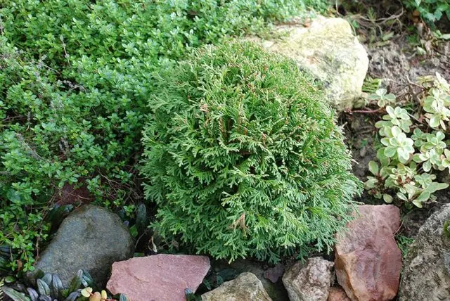 Thuja western Globosa (Globosa): aurea, nana, gold, glauca, photo in landscape design