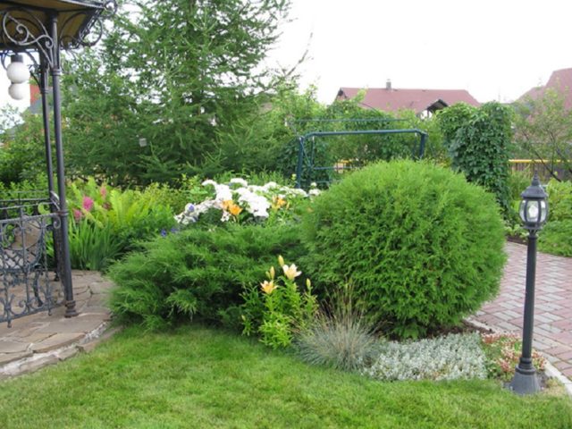 Thuja western Globosa (Globosa): aurea, nana, gold, glauca, photo in landscape design