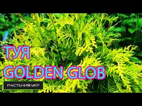 Thuja western Globosa (Globosa): aurea, nana, gold, glauca, photo in landscape design