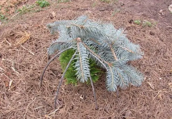 Thuja western Golden Globe (Golden Globe): photo in landscape design