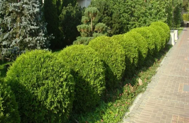 Thuja western Golden Globe (Golden Globe): photo in landscape design