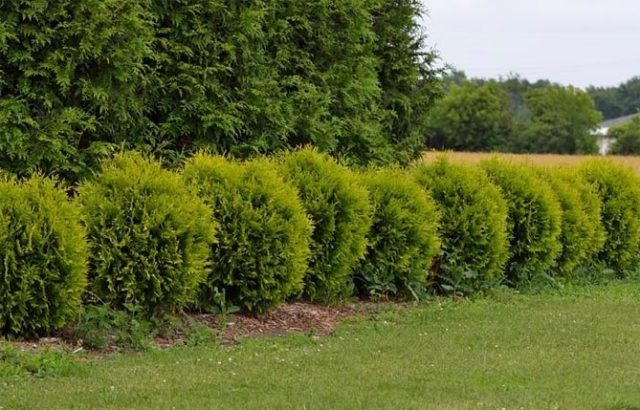 Thuja western Golden Globe (Golden Globe): photo in landscape design