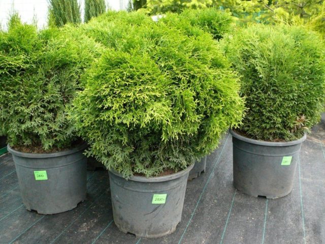 Thuja western Hoseri (Hoseri): photo and description