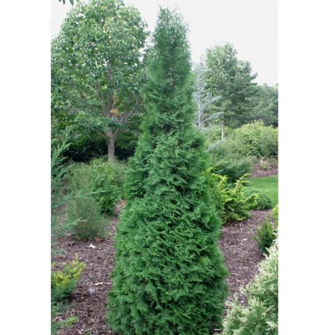 Thuja western Maloniana (Malonyana, Malonyana, Malony, Malonyana, Malonyana): Holub, Aurea, description, photos, reviews