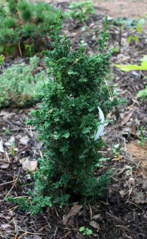 Thuja western Maloniana (Malonyana, Malonyana, Malony, Malonyana, Malonyana): Holub, Aurea, description, photos, reviews