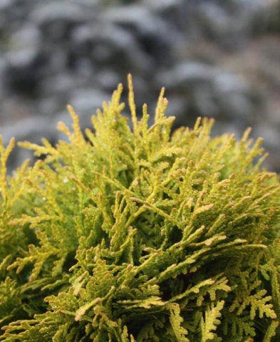 Thuja western Miriam (Mirjam): photo and description