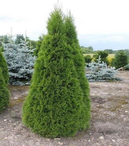 Thuja western Smaragd (Smaragd): photo and description, size, frost resistance, planting and care