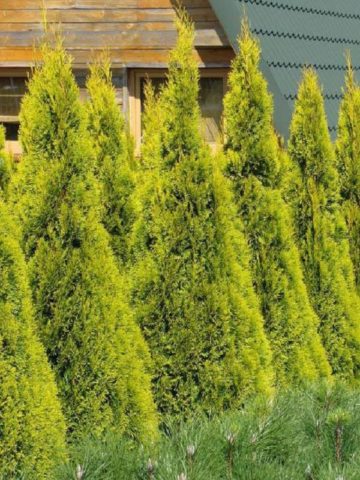 Thuja western Smaragd (Smaragd): photo and description, size, frost resistance, planting and care