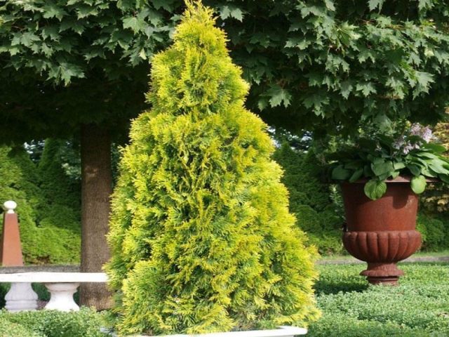 Thuja western Smaragd (Smaragd): photo and description, size, frost resistance, planting and care