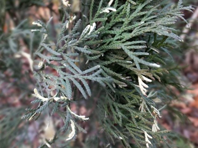 Thuja western Smaragd (Smaragd): photo and description, size, frost resistance, planting and care