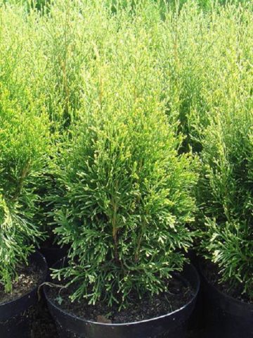 Thuja western Smaragd (Smaragd): photo and description, size, frost resistance, planting and care