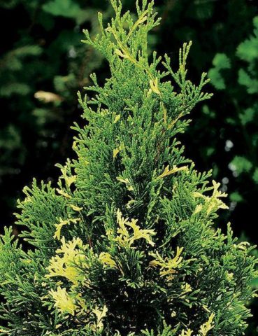 Thuja western Smaragd (Smaragd): photo and description, size, frost resistance, planting and care