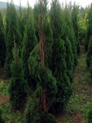 Thuja western Smaragd (Smaragd): photo and description, size, frost resistance, planting and care