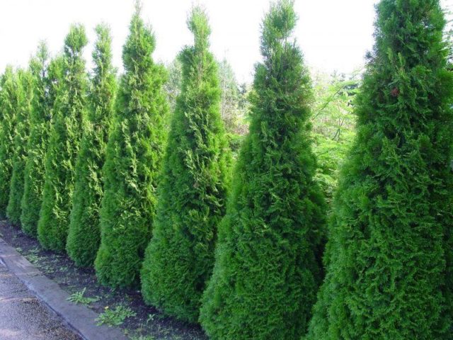 Thuja western Smaragd (Smaragd): photo and description, size, frost resistance, planting and care