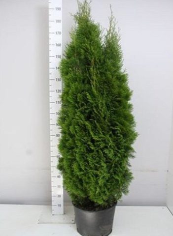 Thuja western Smaragd (Smaragd): photo and description, size, frost resistance, planting and care