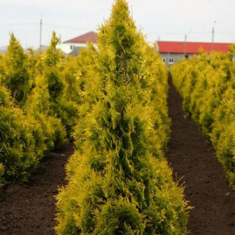 Thuja western Sunkist: description, photo