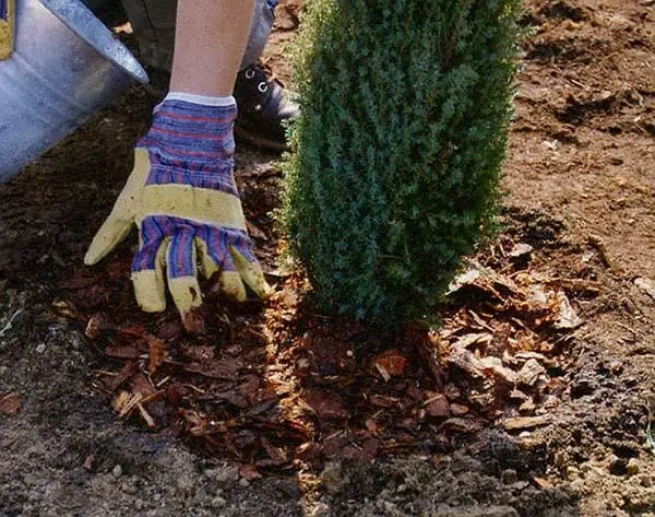 Thuja western Sunkist: description, photo