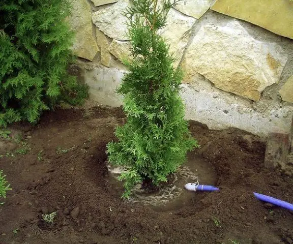 Thuja western Sunkist: description, photo